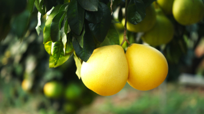 第1視點(diǎn)丨鄉(xiāng)村振興路 金柚正飄香